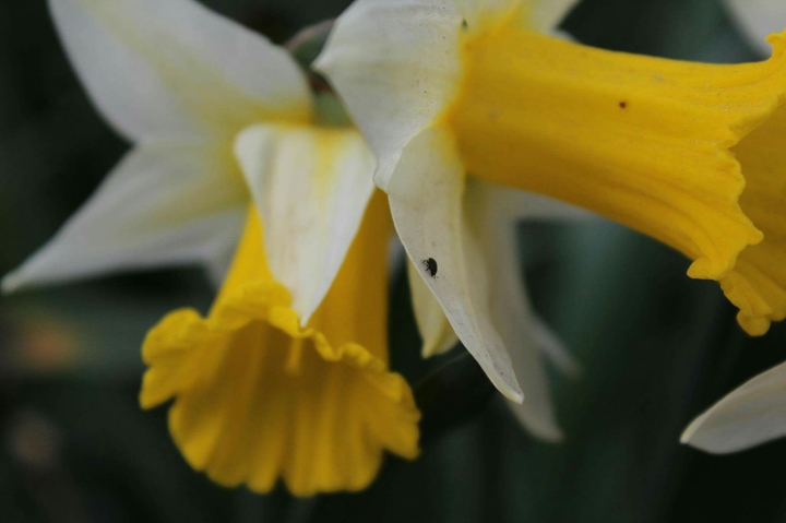 insect on flower