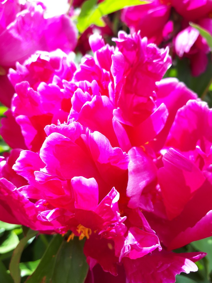 pion