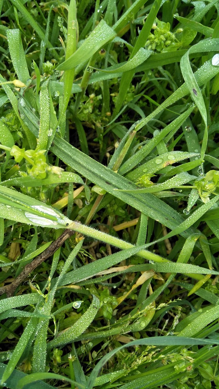 Morning dew in the grass
