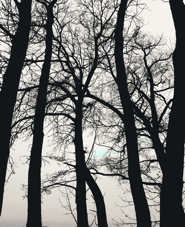 b&w trees
