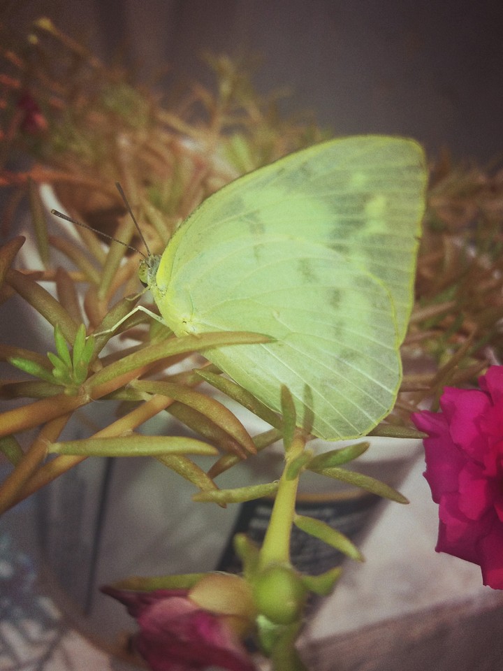 Green Butterfly