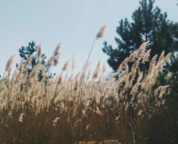 reeds