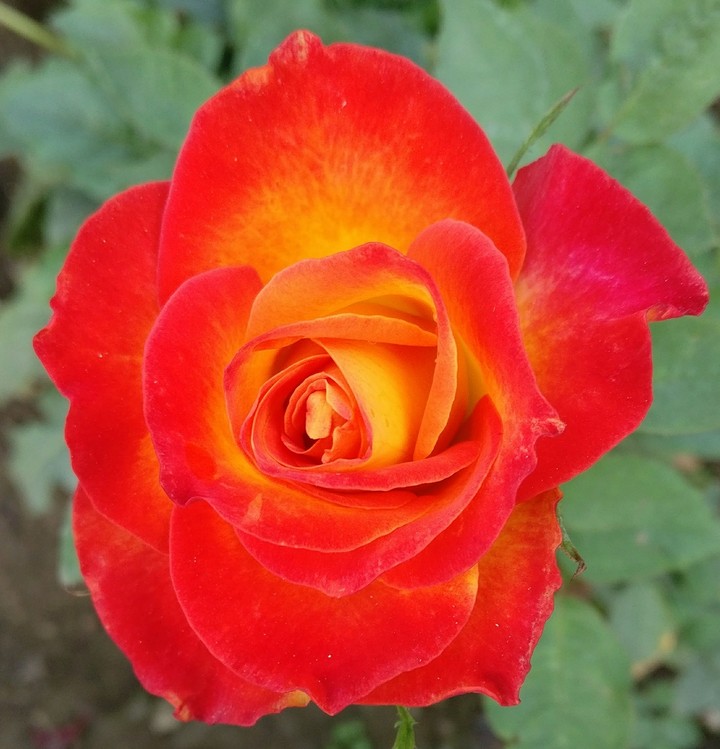 Orange Rose