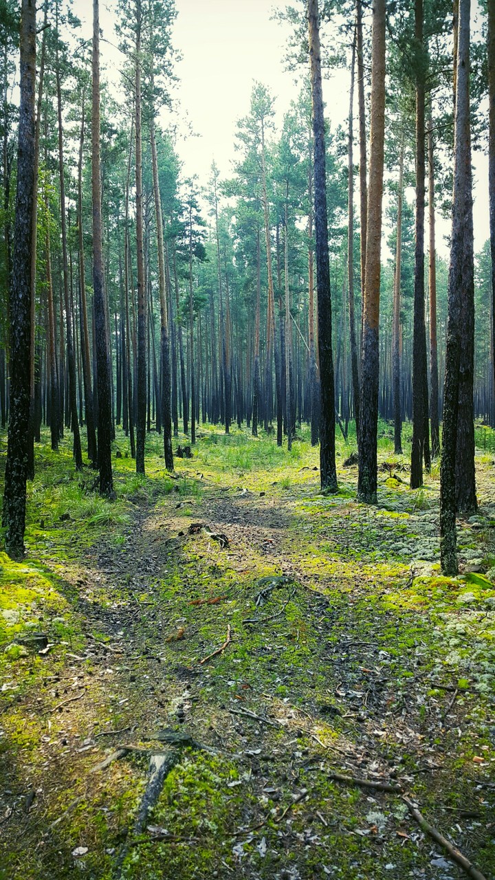 Pine forest