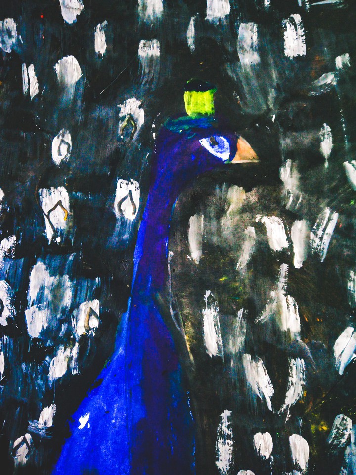 peacock 3