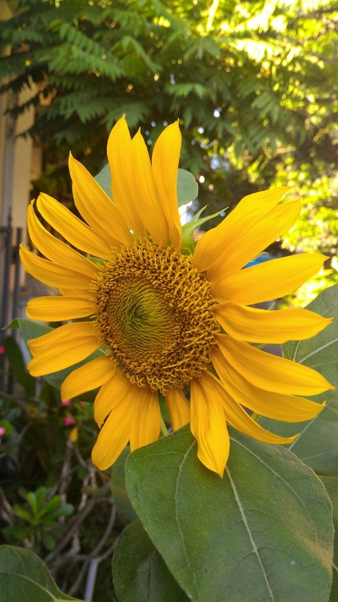 Sunflower