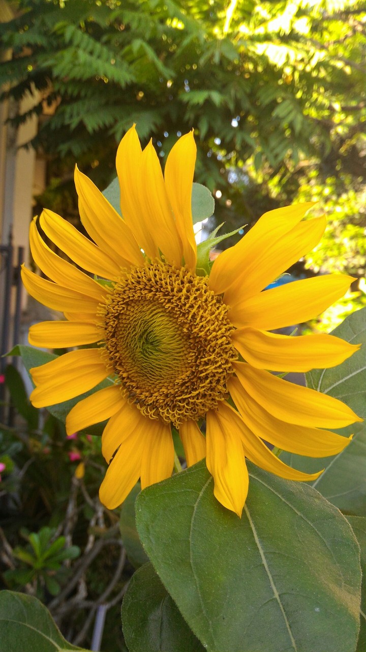 Sunflower