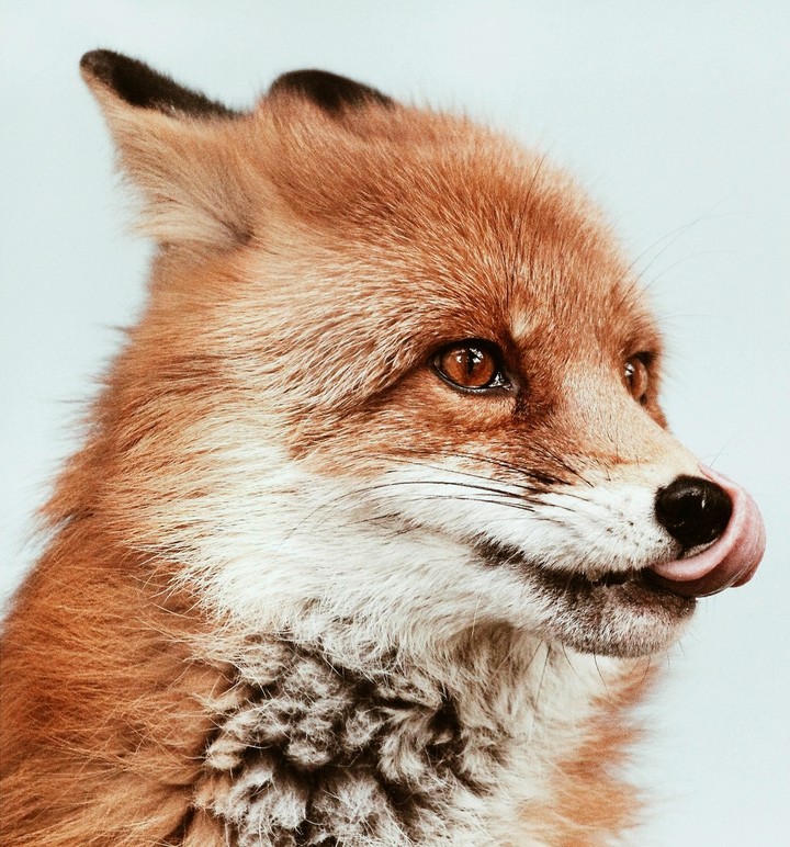 Fox :з