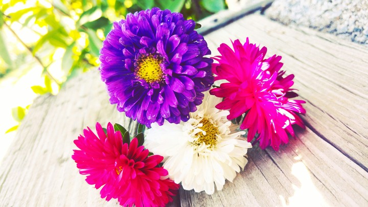 Flowers