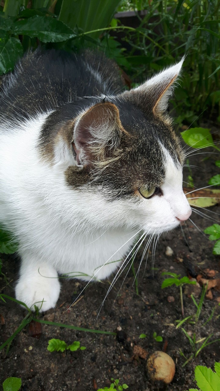 cat