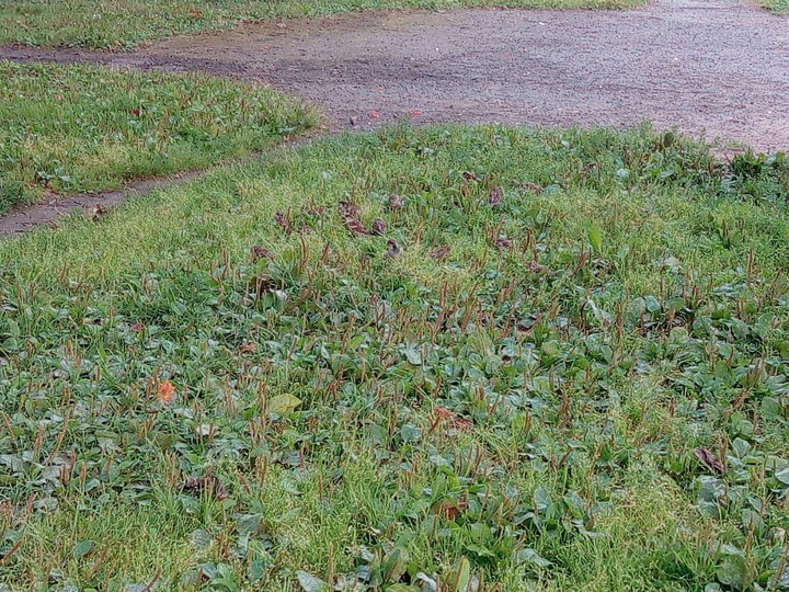 sparrows in the grass