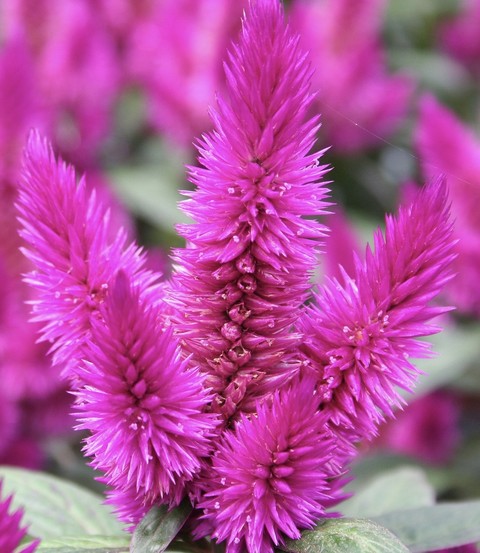 шпалери magenta, plant