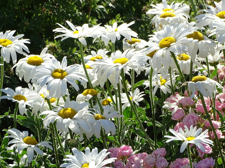 beautiful Daisy