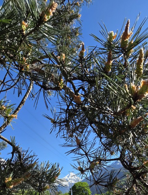 twig, larch वॉलपेपर