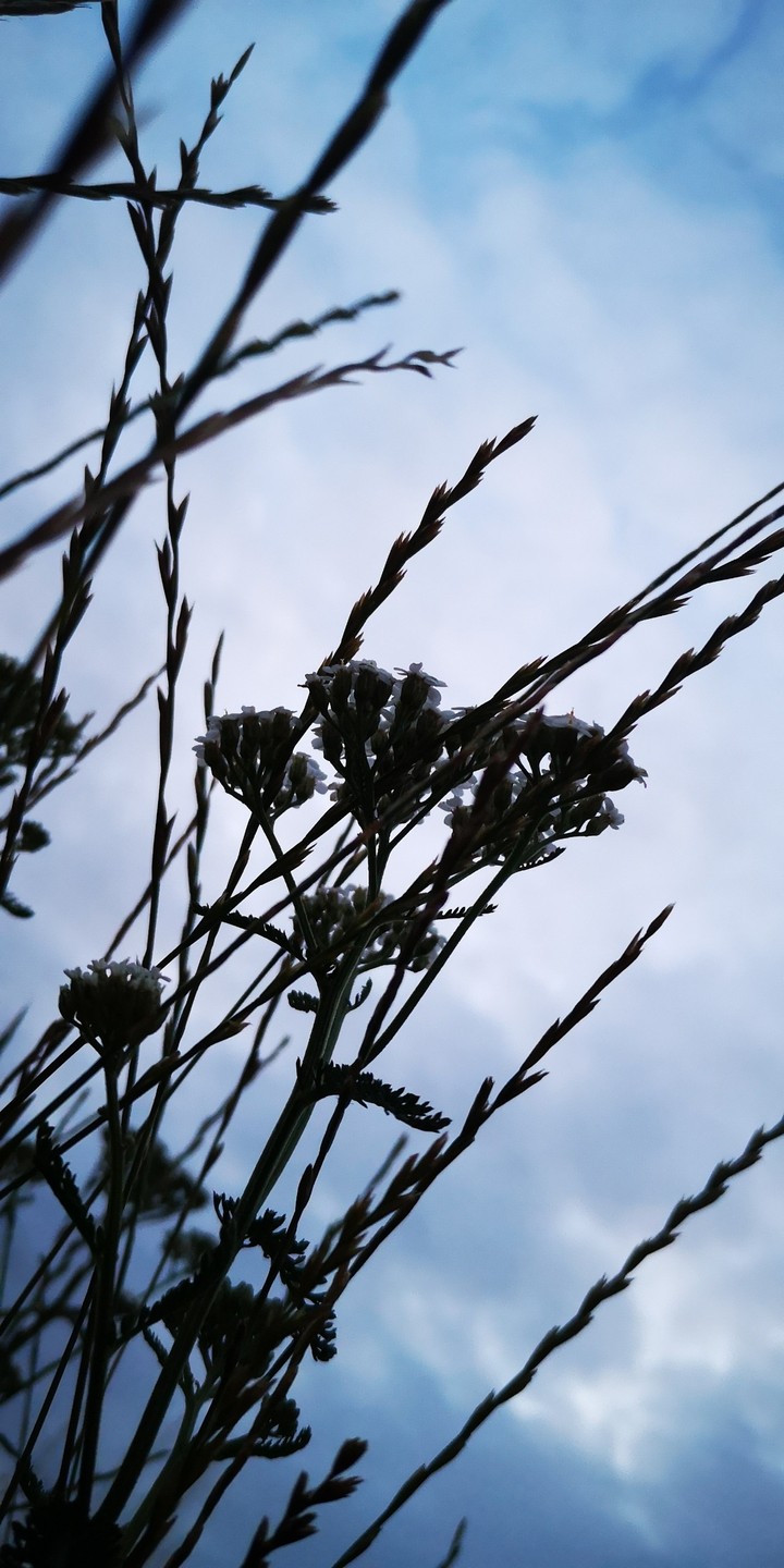 Schafgarbe und Gräser in Abendstimmung
