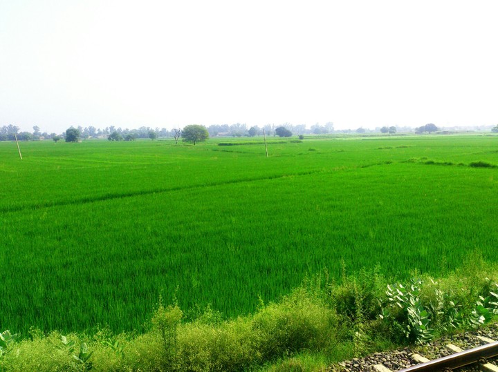 Green Fields (Clicked by Xperia Ion)