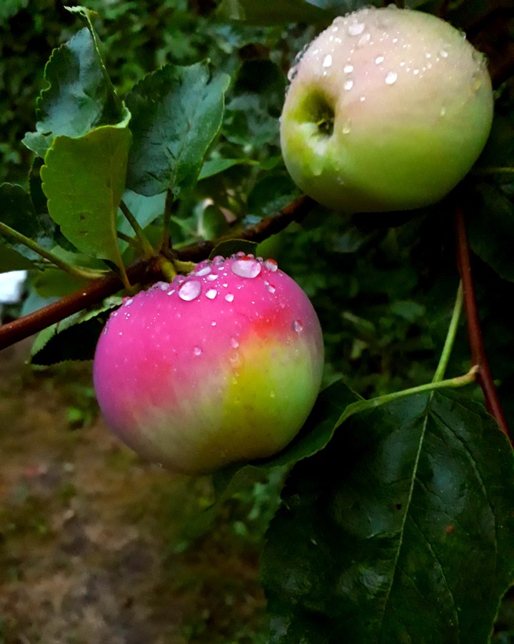 Apples