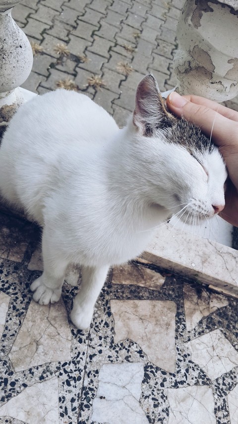 cat
