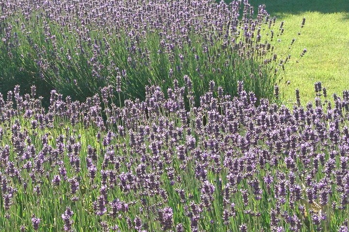 Lavendel
