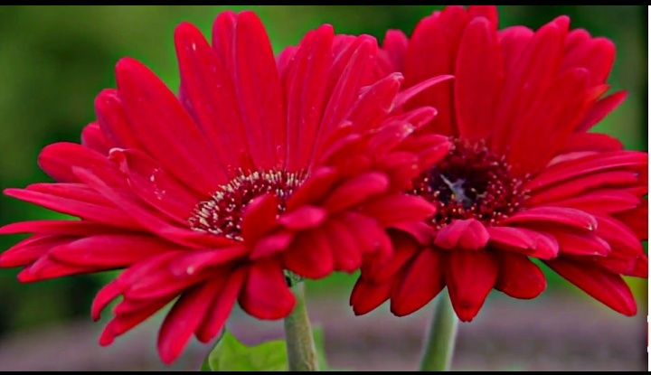 ❣️ Gerbera ❣️