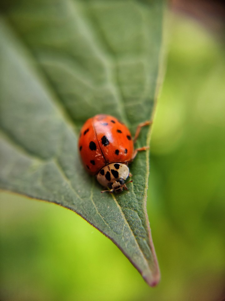 ladybug