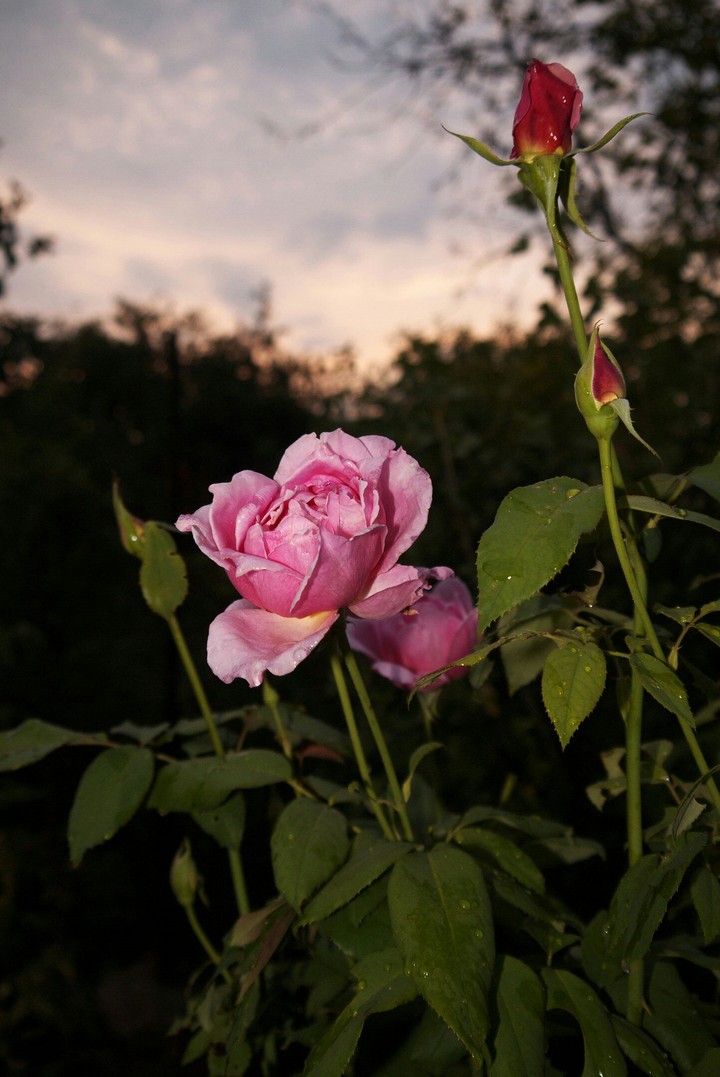 Nature