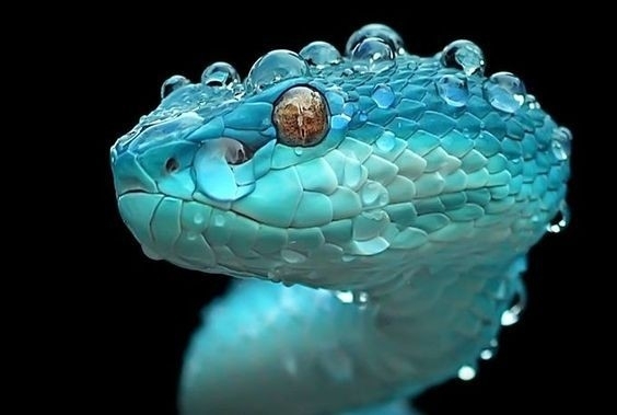 Snake