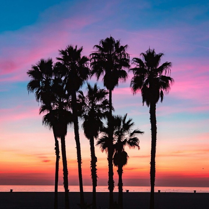 Palm tree
