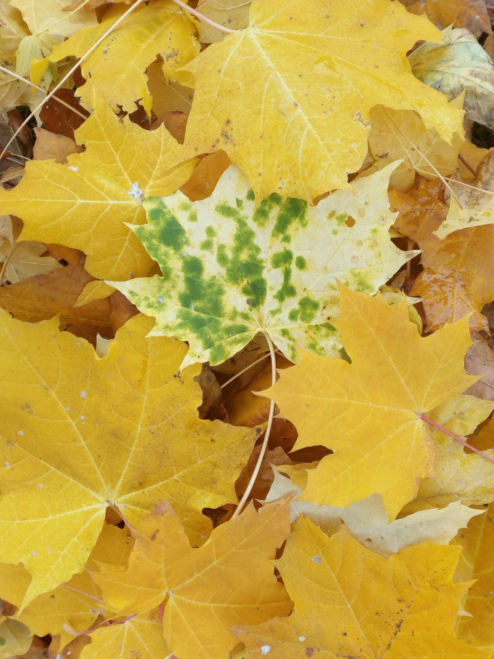 leaf