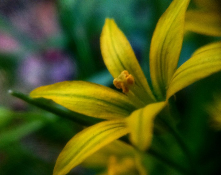 some macro flower