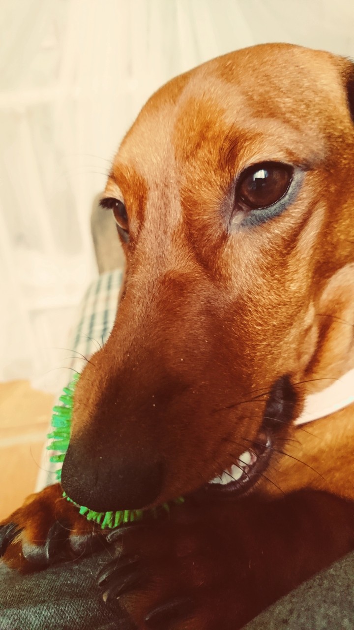 Dafna. Dog
