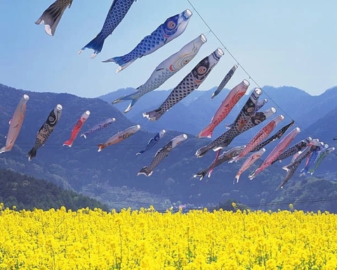 rapeseed blossoms & Boy's Day carp streamers
