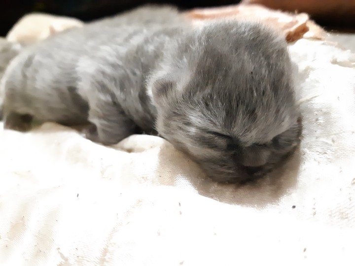 another sleepy new born