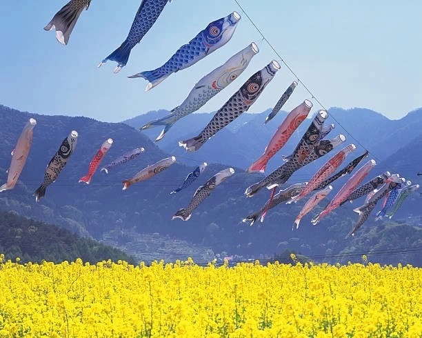 rapeseed blossoms & Boy's Day carp streamers
