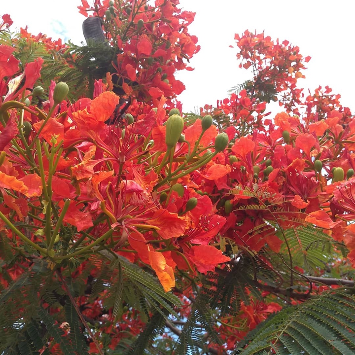 flor