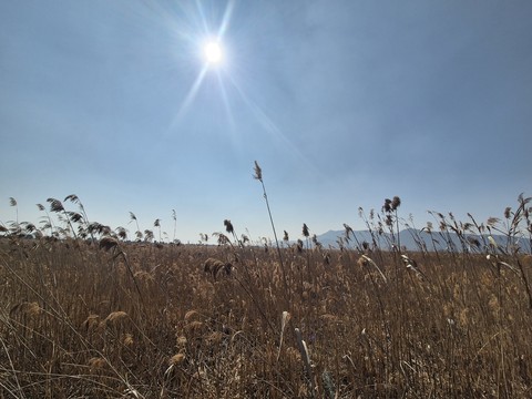 fonds d'écran prairie, sun
