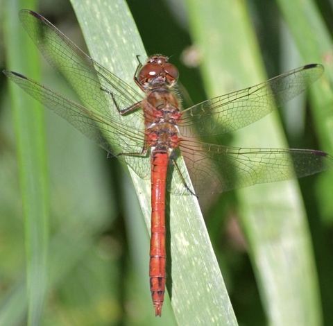 Dragonfly