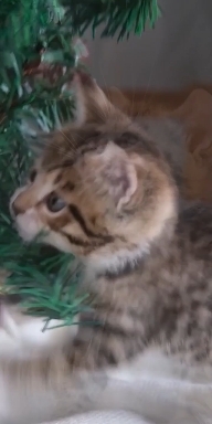 Kitty.