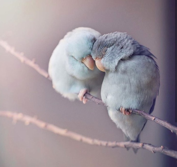 cute birdi