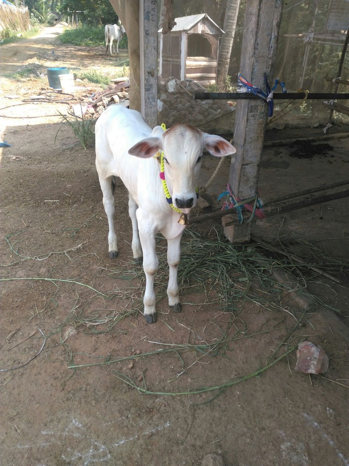 cow