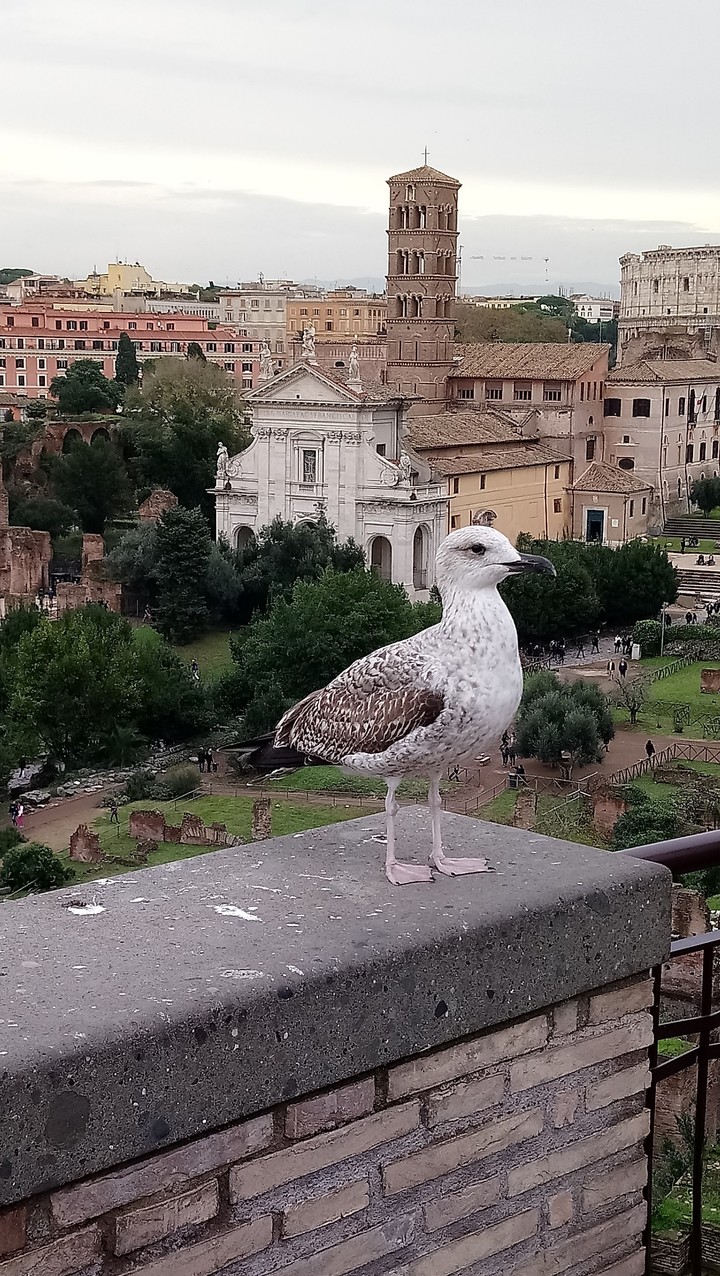 Forum Romanum and the bird