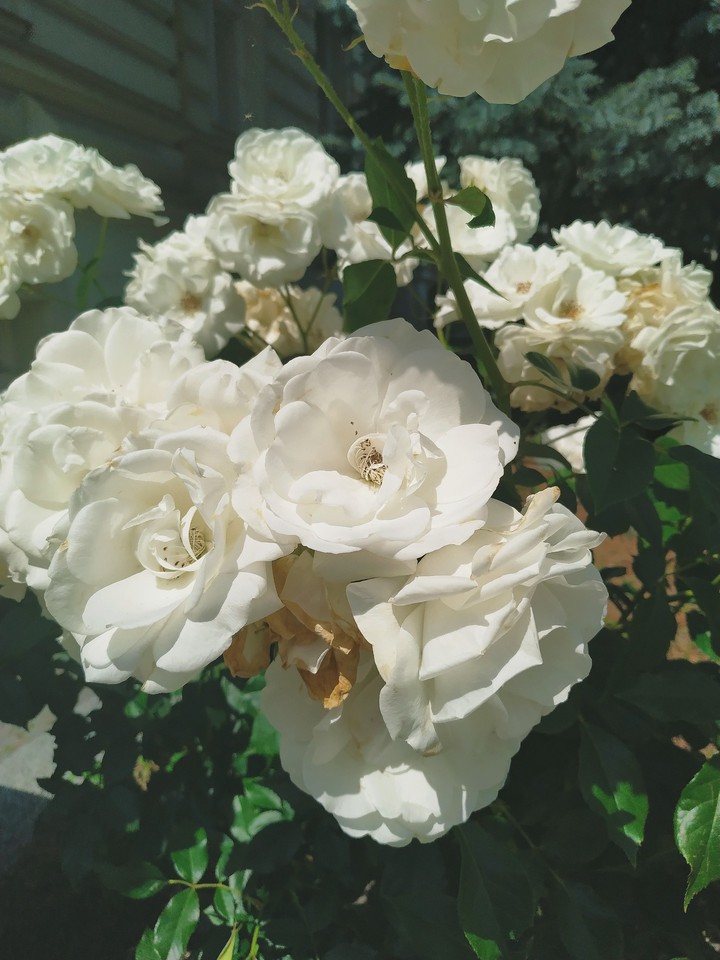 white roses