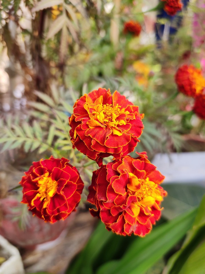 Marigold Flowers