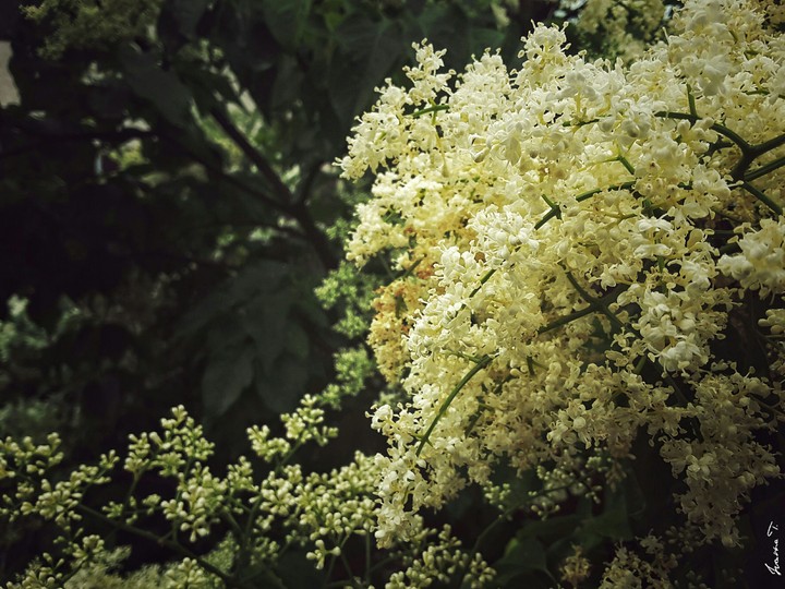 Blossom
