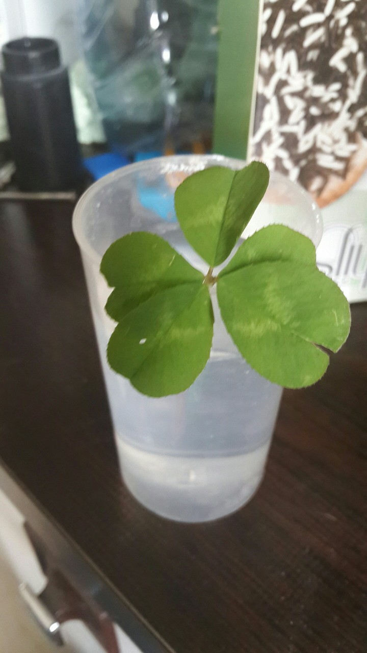 clover 5!!!!!!!!