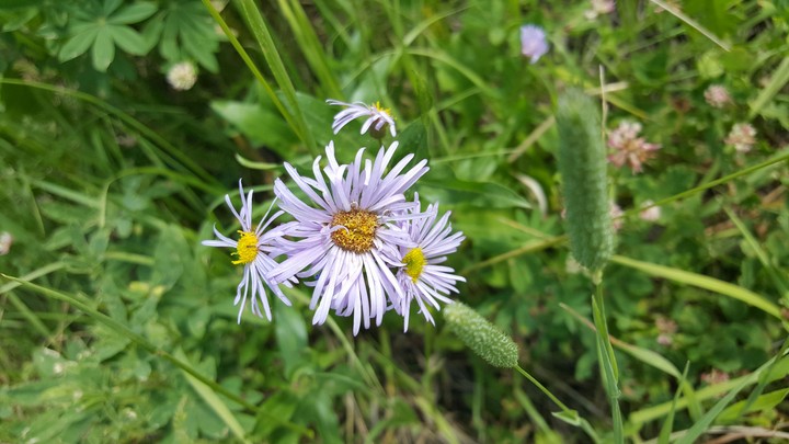 Purple Flower