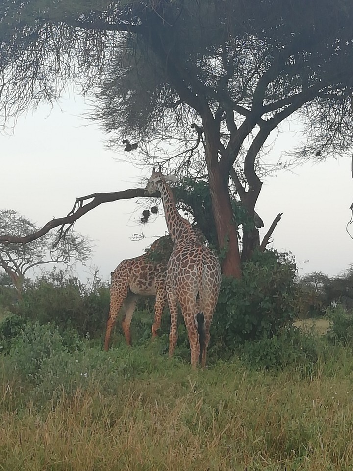 giraffe