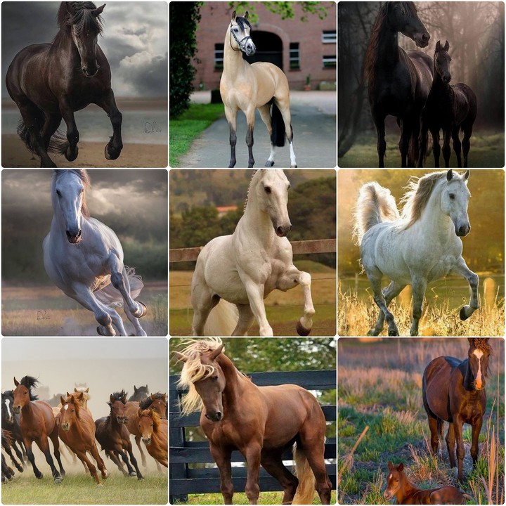 horse