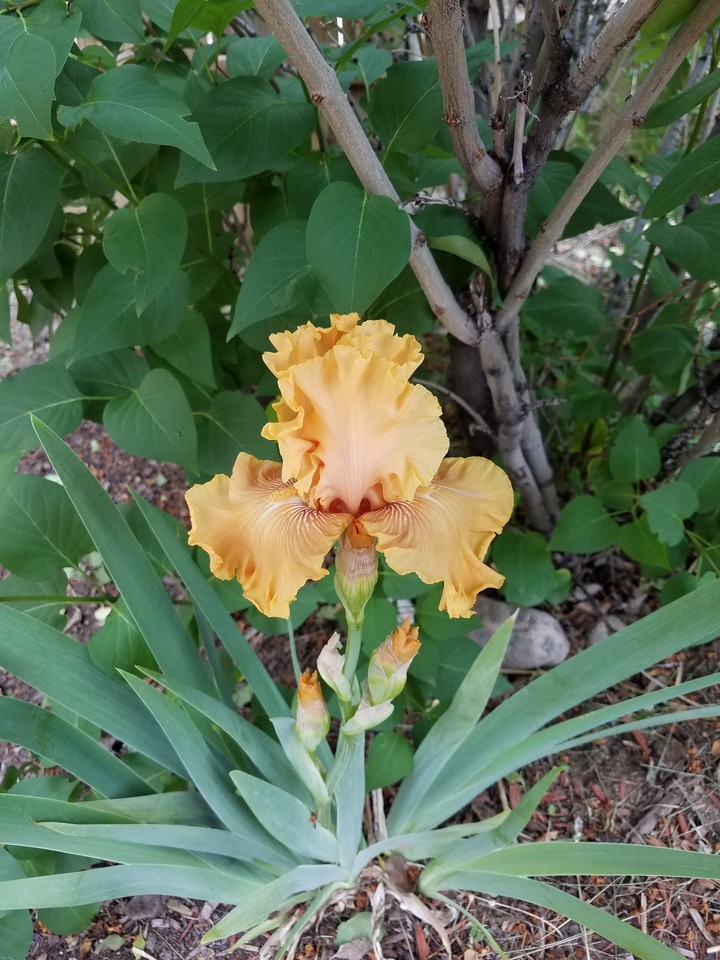 one of my iris