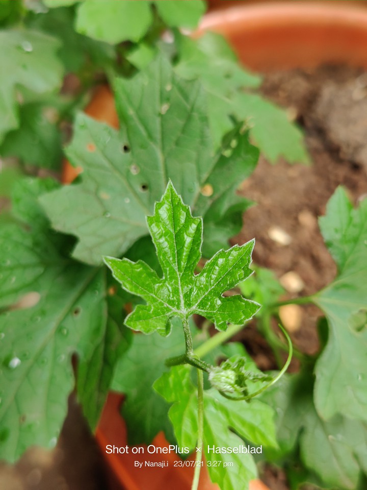 litel green